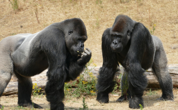 Az európai állatkertek hím gorillákat akarnak leölni