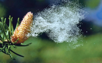 Enyhe tél - A kora tavaszi allergén növények már szórják pollenjeiket