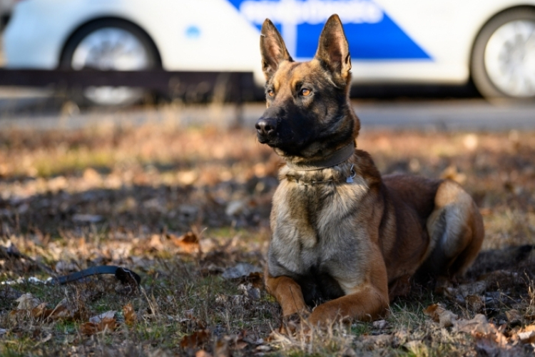 Leendő szolgálati kutyák gazdáinak jelentkezését várja a rendőrség