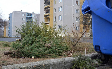 Gyűjtőpontokról szállítják el a fenyőfákat Dombóváron