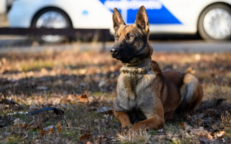 Leendő szolgálati kutyák gazdáinak jelentkezését várja a rendőrség